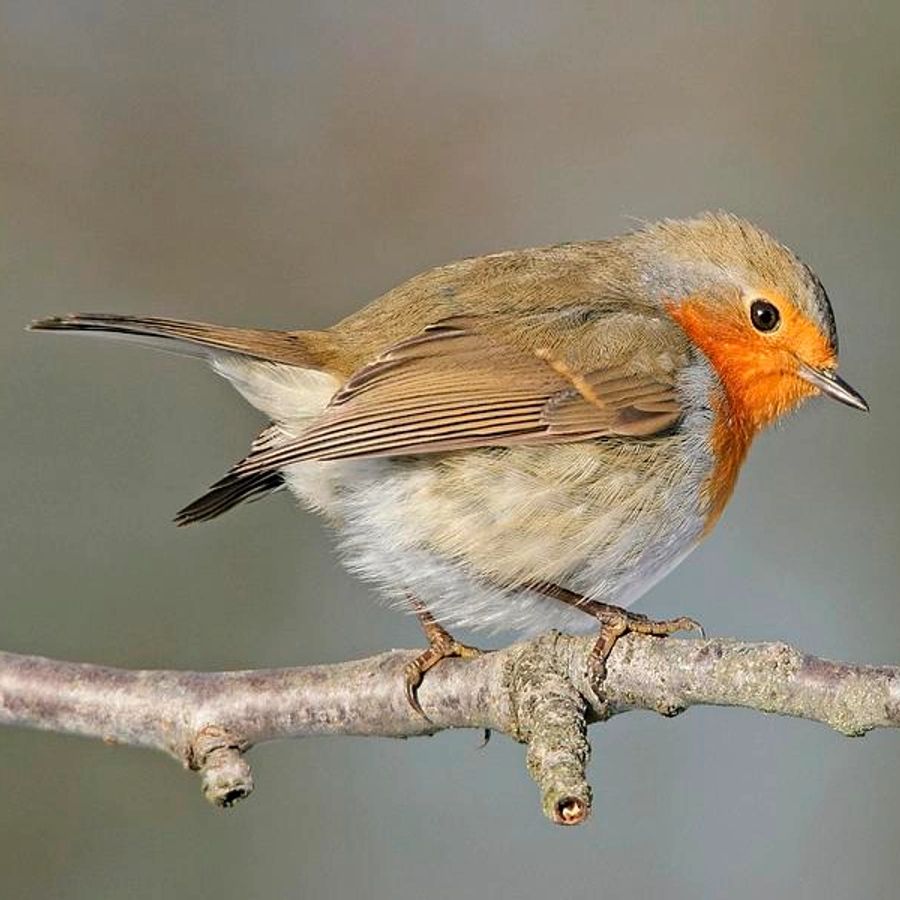 Bird on branch